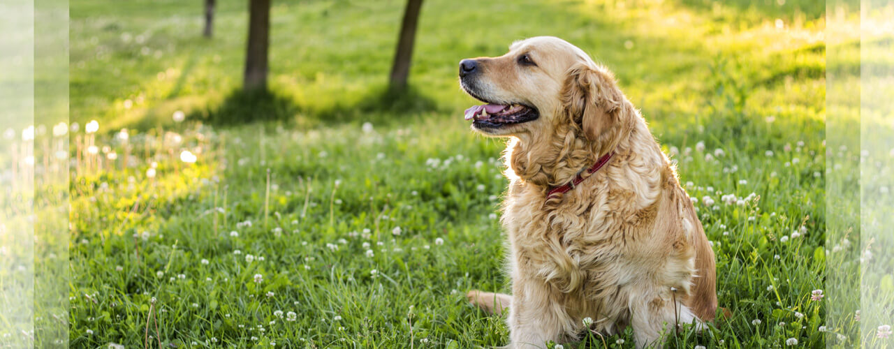 ワンフー SENIOR – 高齢犬,代謝低下や運動不足による消化不良を 